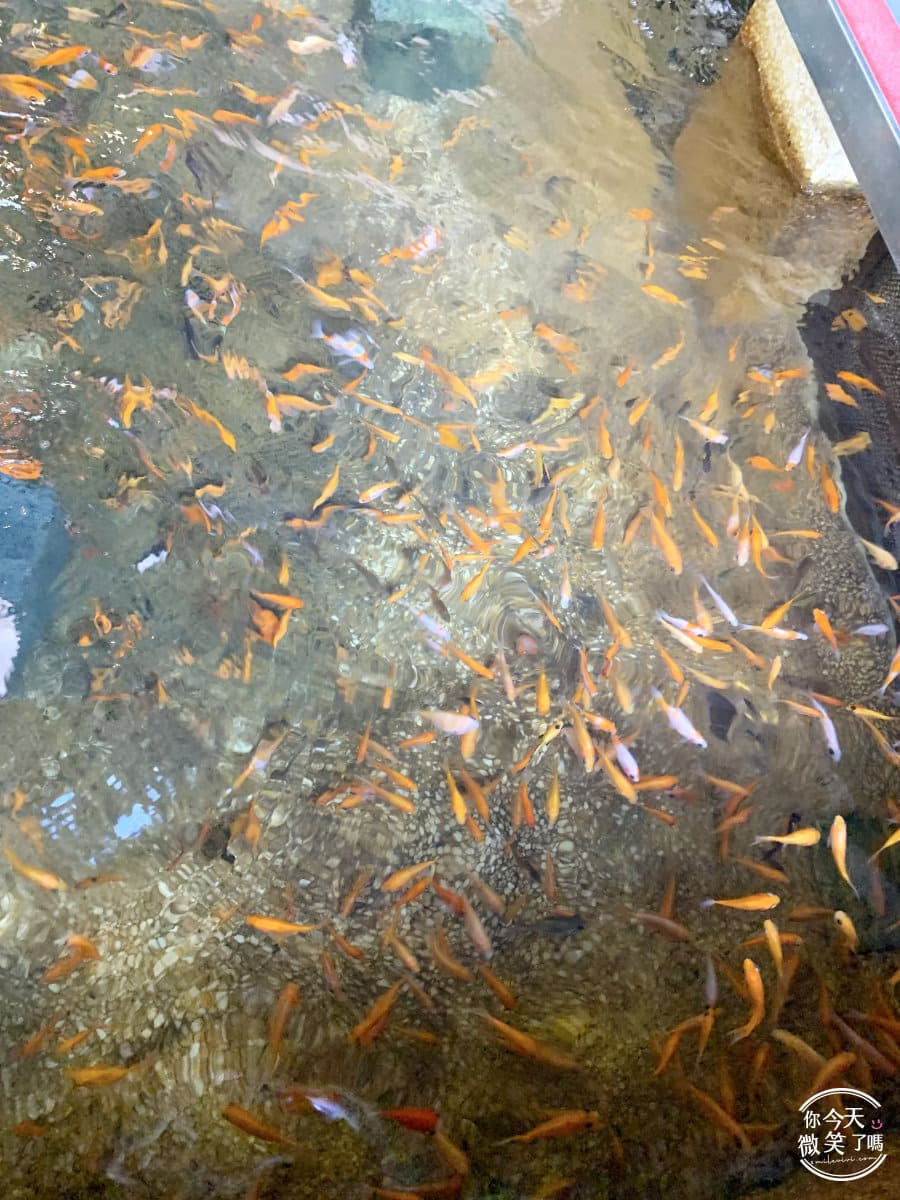 宜蘭礁溪景點∥礁溪重口味溫泉魚一次80元，12種魚兒幫你啃腳︱礁溪湯圍溝，便宜去腳皮︱宜蘭礁溪，礁溪景點︱礁溪玩樂 14 YiLan 13