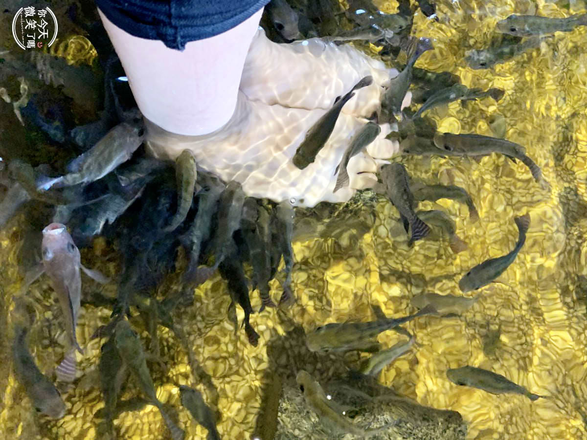 宜蘭礁溪景點∥礁溪重口味溫泉魚一次80元，12種魚兒幫你啃腳︱礁溪湯圍溝，便宜去腳皮︱宜蘭礁溪，礁溪景點︱礁溪玩樂 18 YiLan 17