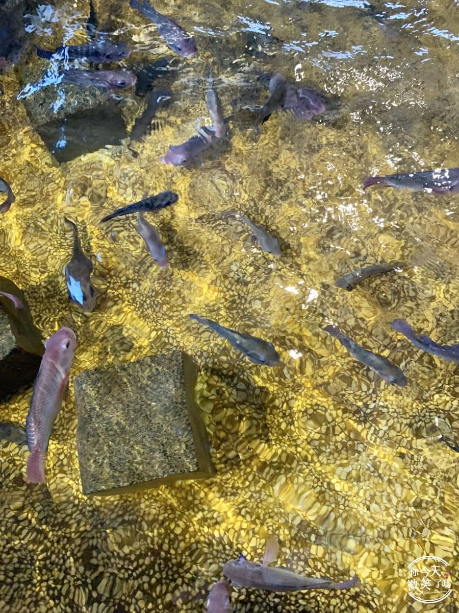 宜蘭礁溪景點∥礁溪重口味溫泉魚一次80元，12種魚兒幫你啃腳︱礁溪湯圍溝，便宜去腳皮︱宜蘭礁溪，礁溪景點︱礁溪玩樂 24 YiLan 23