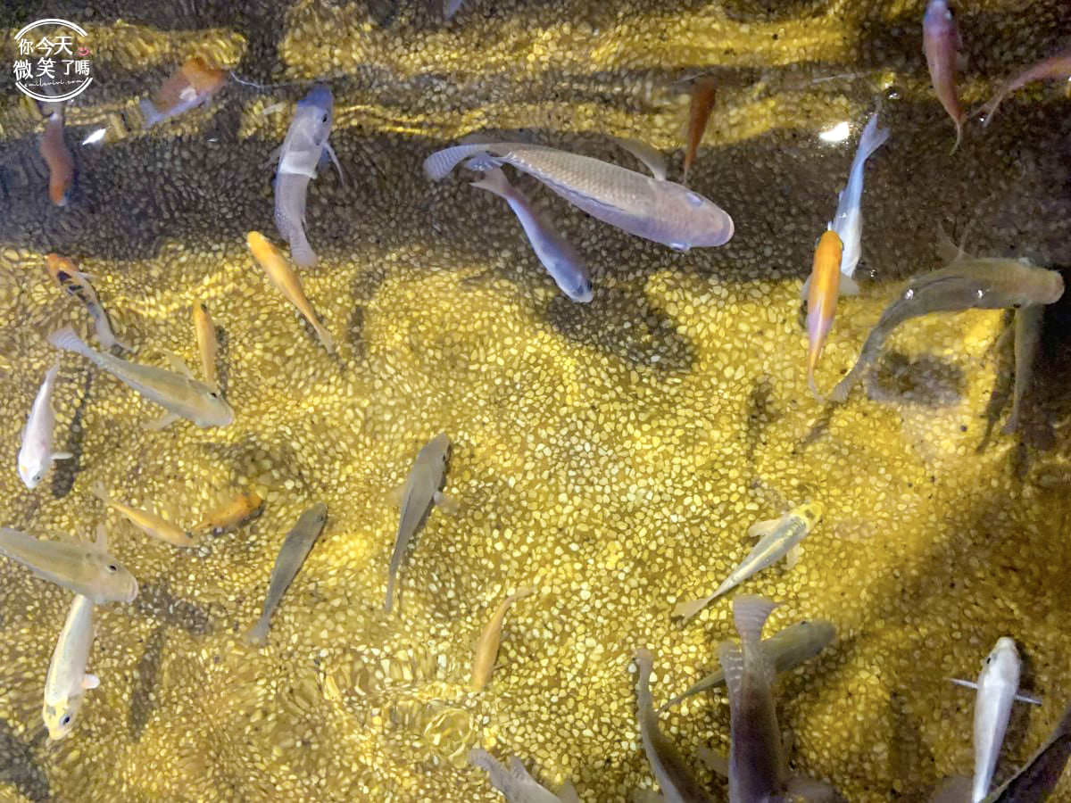 宜蘭礁溪景點∥礁溪重口味溫泉魚一次80元，12種魚兒幫你啃腳︱礁溪湯圍溝，便宜去腳皮︱宜蘭礁溪，礁溪景點︱礁溪玩樂 37 YiLan 36