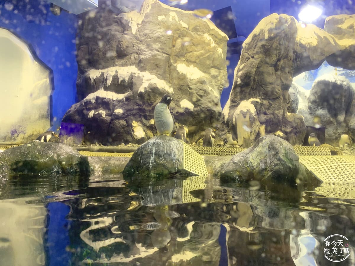 屏東墾丁景點∥國立海洋生物博物館全攻略，海生館折扣票︱海底生物、親子景點、海底隧道︱企鵝館、沉船探險、觸摸生物體驗，多樣海底生物海生館︱屏東景點︱屏東觀光 40 nmmba 40