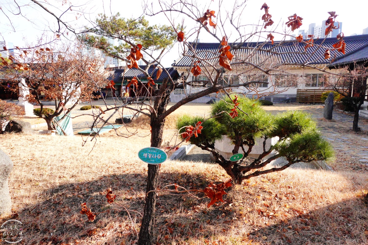 大邱免費景點∥大邱鄉校(대구향교)傳統韓屋古蹟，穿韓服拍照必來︱市中心也有傳統韓國味，古色古香超好逛︱近代胡同觀光主題路線四三德鳳山文化路︱大邱景點