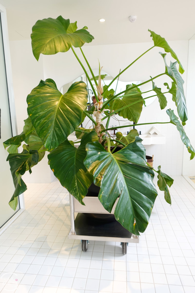 曼谷住宿推薦∥The Fig Lobby 曼谷無花果大堂酒店，曼谷最潮藝術飯店，拍照控必住！各房型分享，價格親民、游泳池、早餐、酒吧設施超完善︱入住一間會讓你「捨不得退房」的藝術旅館