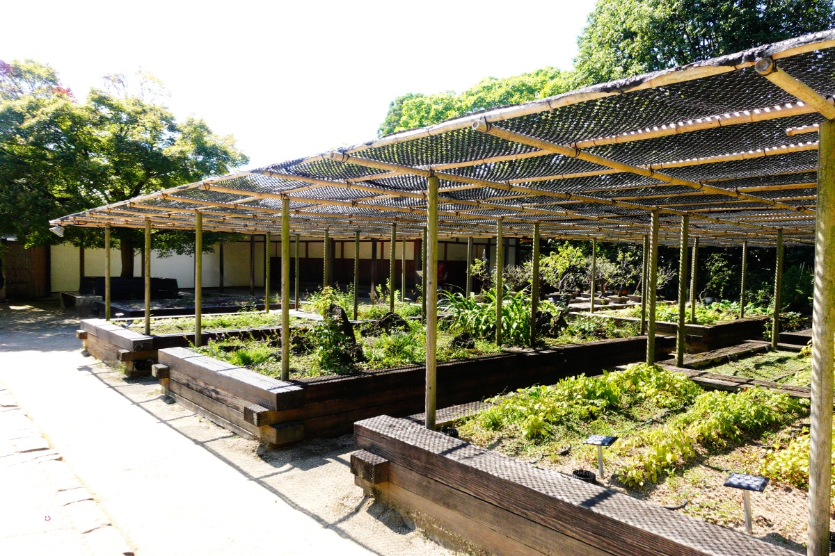 姬路景點推薦∥姬路城參觀完別錯過好古園︱雙樹庵抹茶和菓子與日式庭園療癒體驗分享︱姬路城旁隱藏版日式茶屋︱姬路一日遊景點 - 第24張圖 姬路景點推薦∥姬路城參觀完別錯過好古園︱雙樹庵抹茶和菓子與日式庭園療癒體驗分享︱姬路城旁隱藏版日式茶屋︱姬路一日遊景點